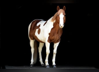 Paint-häst, Valack, 11 år, 157 cm, Pinto