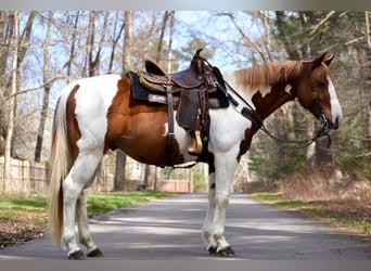 Paint-häst, Valack, 11 år, 157 cm, Pinto