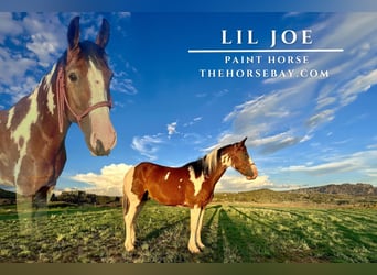 Paint-häst, Valack, 11 år, 160 cm, Tobiano-skäck-alla-färger