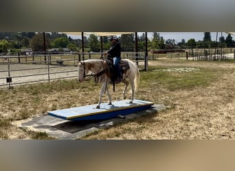 Paint-häst, Valack, 11 år, Palomino