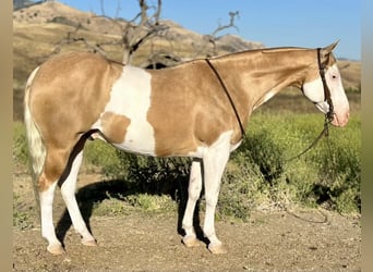 Paint-häst, Valack, 11 år, Palomino