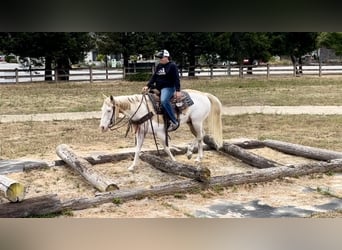 Paint-häst, Valack, 11 år, Palomino