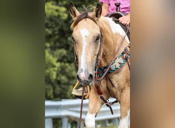 Paint-häst, Valack, 12 år, 147 cm, Gulbrun