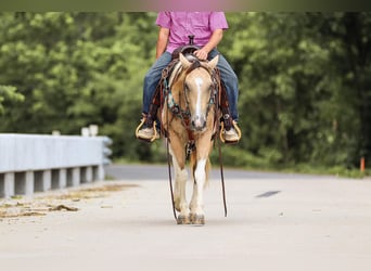 Paint-häst, Valack, 12 år, 147 cm, Gulbrun