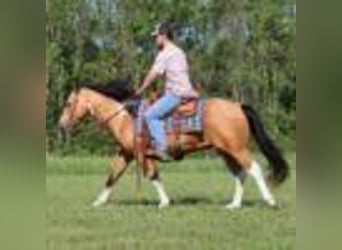 Paint-häst, Valack, 12 år, 150 cm, Gulbrun
