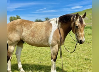 Paint-häst, Valack, 12 år, 152 cm, Gulbrun