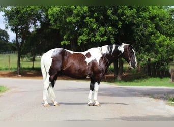 Paint-häst, Valack, 12 år, 152 cm, Tobiano-skäck-alla-färger
