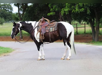 Paint-häst, Valack, 12 år, 152 cm, Tobiano-skäck-alla-färger