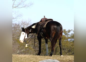 Paint-häst, Valack, 12 år, 155 cm, Overo-skäck-alla-färger