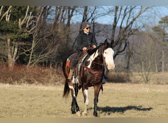 Paint-häst, Valack, 12 år, 155 cm, Overo-skäck-alla-färger