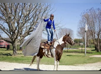 Paint-häst, Valack, 13 år, 150 cm, Pinto