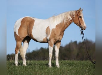 Paint-häst, Valack, 13 år, 152 cm, Palomino