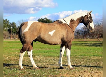 Paint-häst, Valack, 13 år, 157 cm, Tobiano-skäck-alla-färger