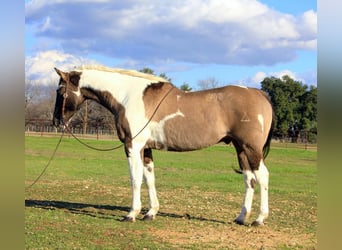 Paint-häst, Valack, 13 år, 157 cm, Tobiano-skäck-alla-färger