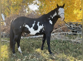 Paint-häst, Valack, 13 år