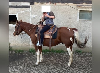 Paint-häst, Valack, 14 år, 154 cm, Tobiano-skäck-alla-färger