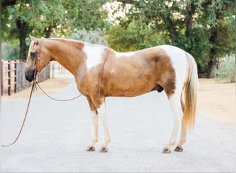 Paint-häst, Valack, 14 år, 155 cm, Palomino