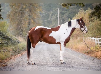 Paint-häst Blandning, Valack, 14 år