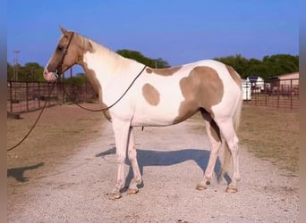 Paint-häst, Valack, 15 år, 150 cm, Palomino
