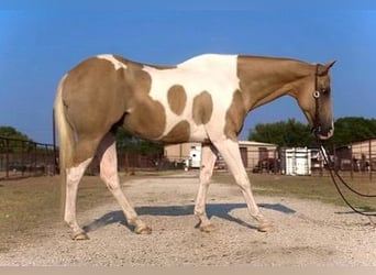 Paint-häst, Valack, 15 år, 150 cm, Palomino