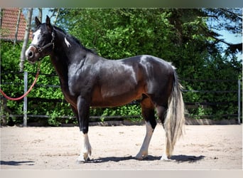 Paint-häst, Valack, 16 år, 154 cm, Pinto