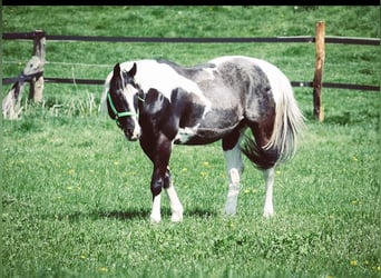 Paint-häst, Valack, 17 år, 150 cm, Tobiano-skäck-alla-färger