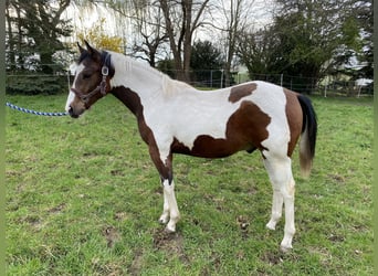 Paint-häst, Valack, 1 år, 152 cm, Pinto