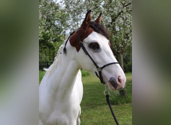 Paint-häst, Valack, 1 år, 158 cm, Overo-skäck-alla-färger