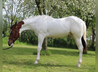 Paint-häst, Valack, 1 år, 158 cm, Overo-skäck-alla-färger