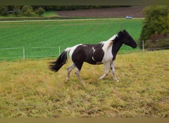 Paint-häst Blandning, Valack, 2 år, 142 cm, Black