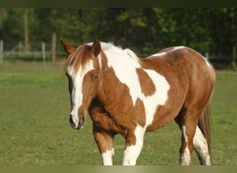 Paint-häst, Valack, 2 år, 150 cm, Overo-skäck-alla-färger