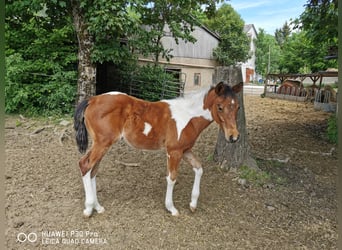 Paint-häst, Valack, 2 år, 150 cm, Pinto