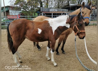 Paint-häst, Valack, 2 år, 150 cm, Pinto