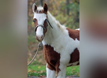 Paint-häst, Valack, 2 år, 152 cm, Tovero-skäck-alla-färger