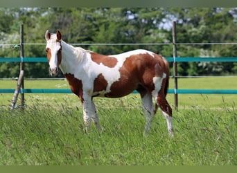 Paint-häst, Valack, 2 år, 152 cm, Tovero-skäck-alla-färger
