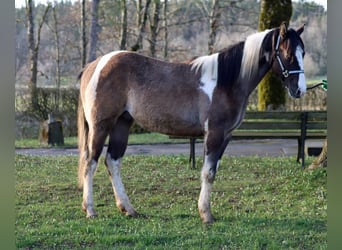 Paint-häst, Valack, 2 år, 153 cm, Black