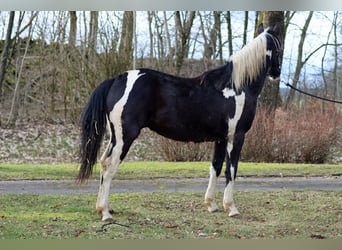 Paint-häst, Valack, 2 år, 153 cm, Tobiano-skäck-alla-färger