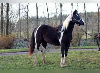 Paint-häst, Valack, 2 år, 153 cm, Tobiano-skäck-alla-färger