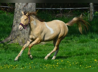 Paint-häst, Valack, 2 år, 156 cm, Champagne