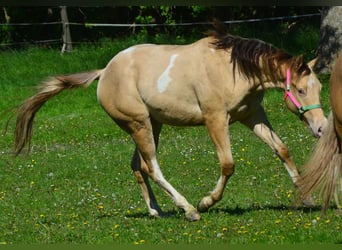 Paint-häst, Valack, 2 år, 156 cm, Champagne