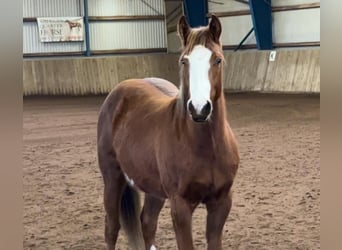 Paint-häst, Valack, 2 år, 156 cm, Pinto
