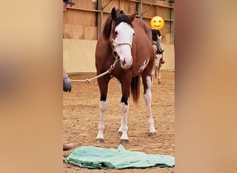 Paint-häst, Valack, 2 år, 160 cm, Brun