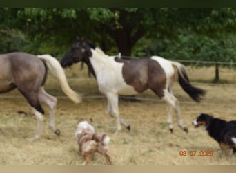 Paint-häst, Valack, 3 år, 143 cm, Black