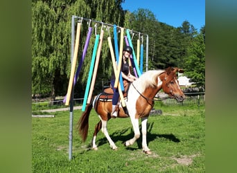 Paint-häst Blandning, Valack, 3 år, 152 cm, Pinto