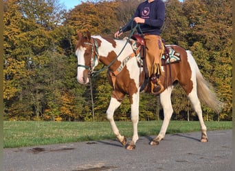 Paint-häst, Valack, 3 år, 152 cm, Pinto