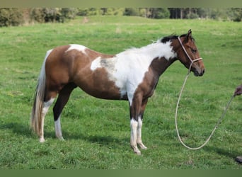 Paint-häst, Valack, 3 år, 155 cm, Pinto
