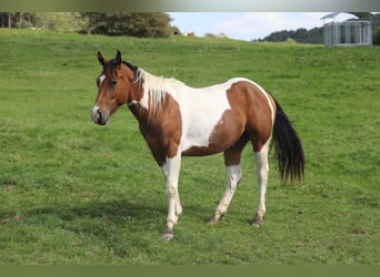 Paint-häst, Valack, 3 år, 155 cm, Pinto