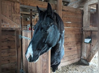Paint-häst, Valack, 3 år, 160 cm, Pinto