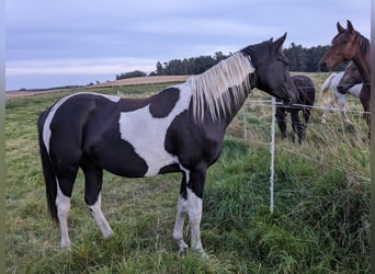 Paint-häst, Valack, 3 år, 160 cm, Pinto