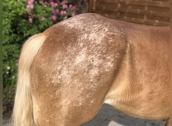 Paint-häst, Valack, 4 år, 147 cm, Cremello